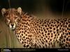 cheetah-closeup.jpg